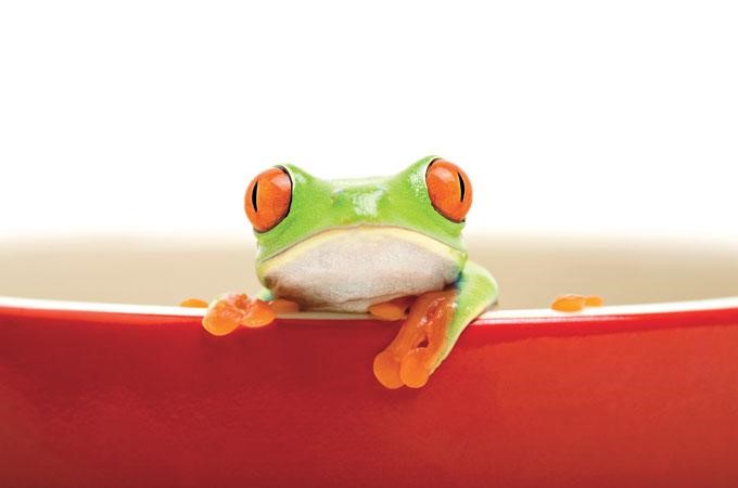 How a Business Risk Health Check can help you escape the fate of the ‘boiling frog’